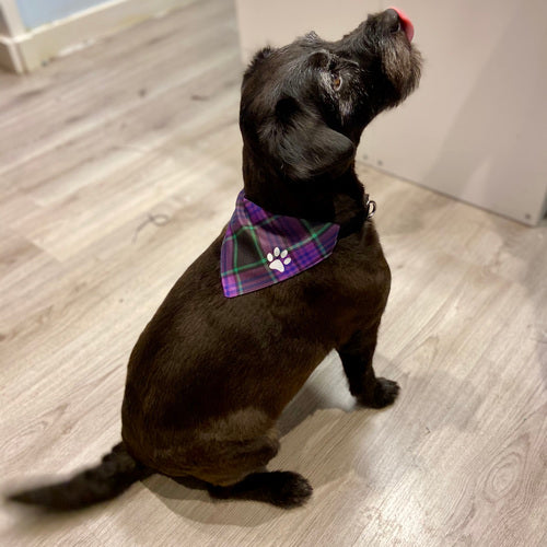 MacLellan Ancient Tartan Pet Bandana